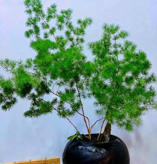 蓬莱松是多年生常绿灌木，极适于盆栽观赏。暖地？