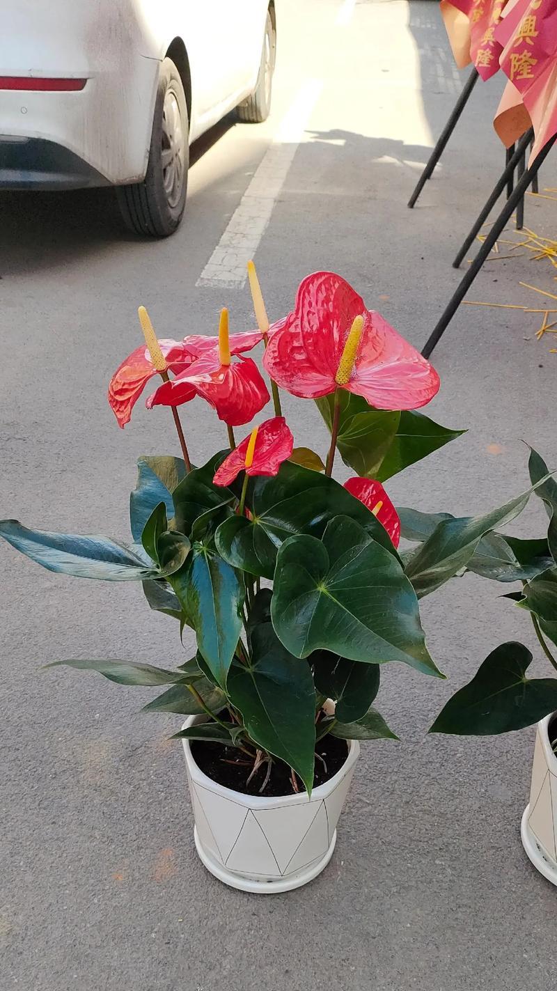 蓬莱松是多年生常绿灌木，极适于盆栽观赏。暖地？
