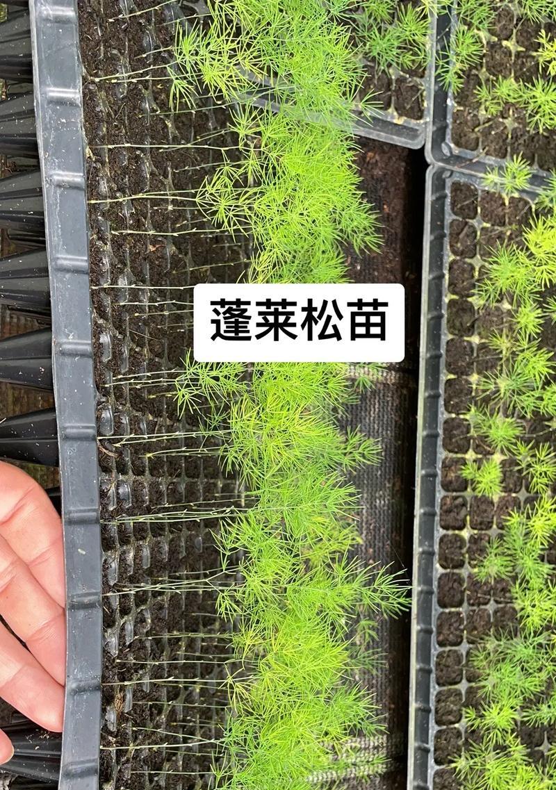 蓬莱松是多年生常绿灌木，极适于盆栽观赏。暖地？