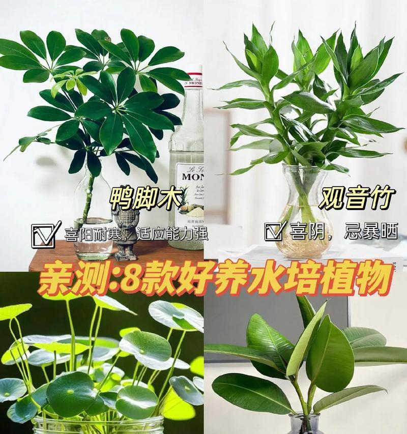 家庭水培必选的6种植物，好养又好看！