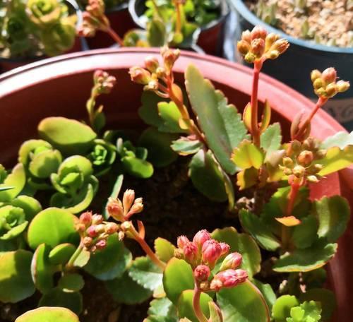 春天养长寿花注意这4点，花艳叶绿？