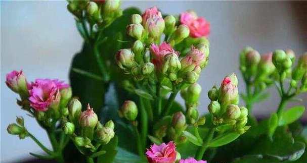 春天养长寿花注意这4点，花艳叶绿？