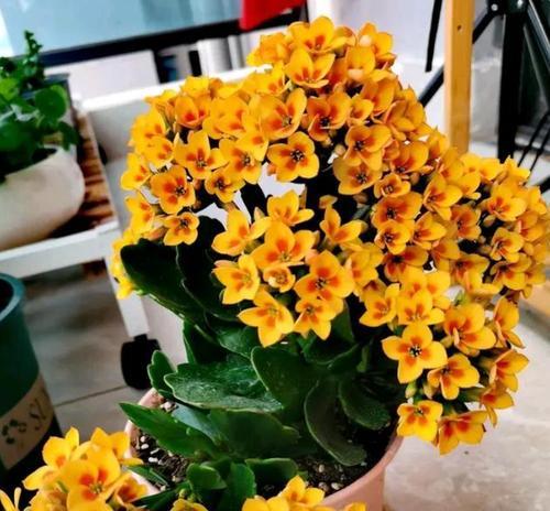春天养长寿花注意这4点，花艳叶绿？