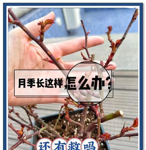 月季养护指南？