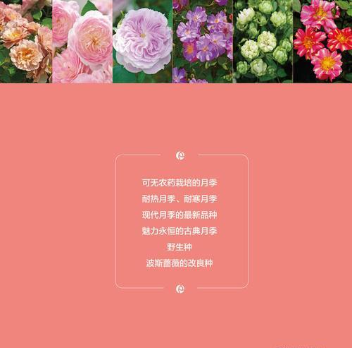 月季养护指南？
