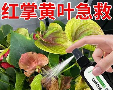 红掌叶片发黄的成因与科学养护方法？