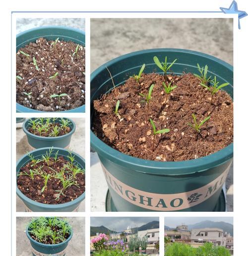 波斯菊草籽密度？
