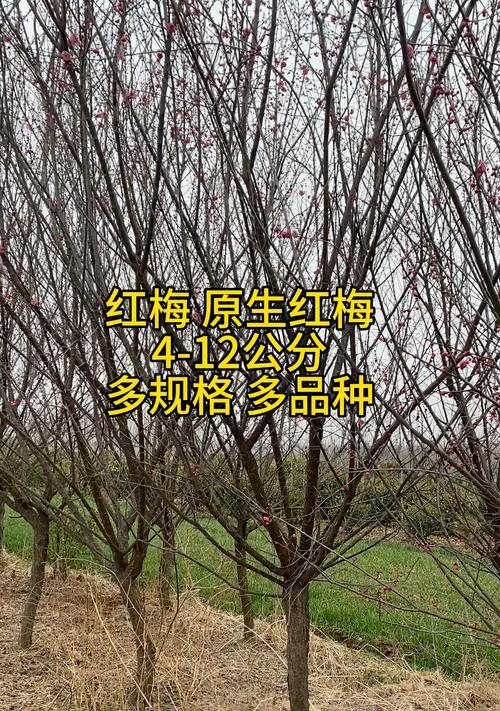 红梅跟梅花是不是同一个品种？