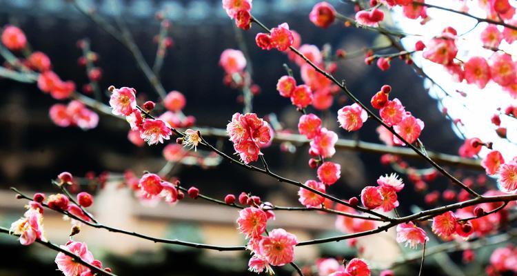 红梅跟梅花是不是同一个品种？