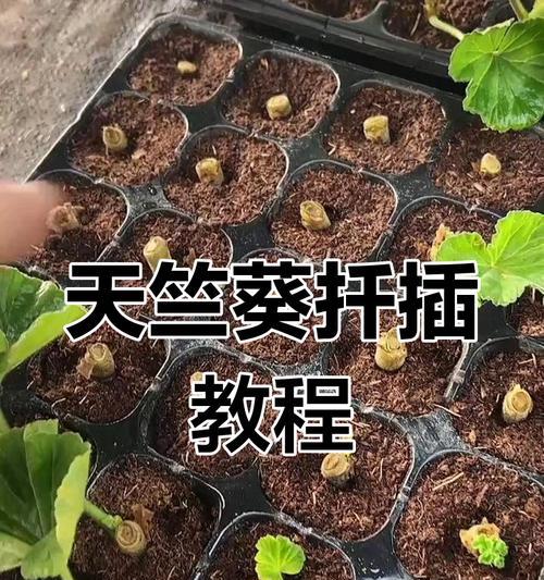 冒雨修剪天竺葵扦插经历？地栽疯长的秘密是什么？