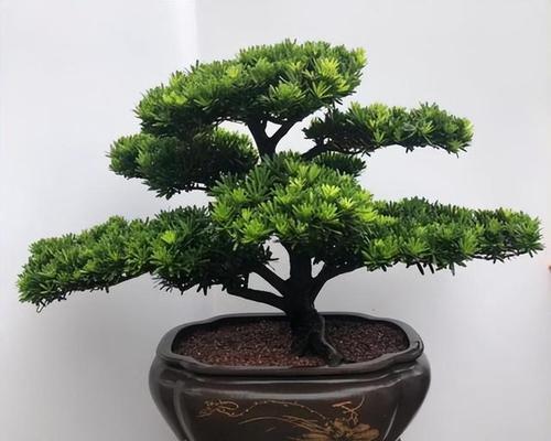 种植罗汉松想要枝繁叶茂？种植技术要点有哪些？