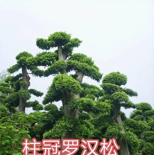 种植罗汉松想要枝繁叶茂？种植技术要点有哪些？