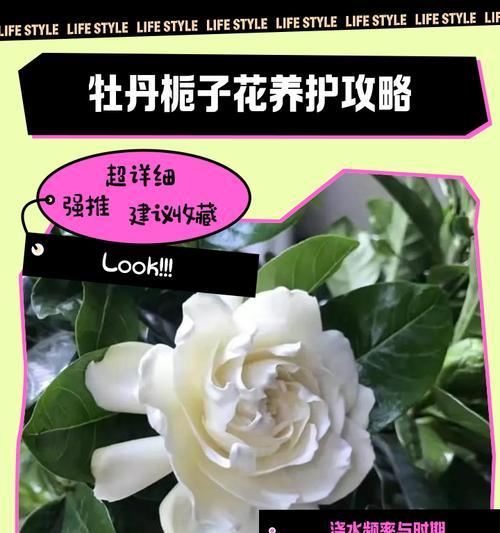 栀子花养护秘籍：科学浇水法？如何让花朵绽放如诗？