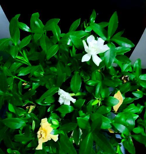 栀子花养护秘籍：科学浇水法？如何让花朵绽放如诗？