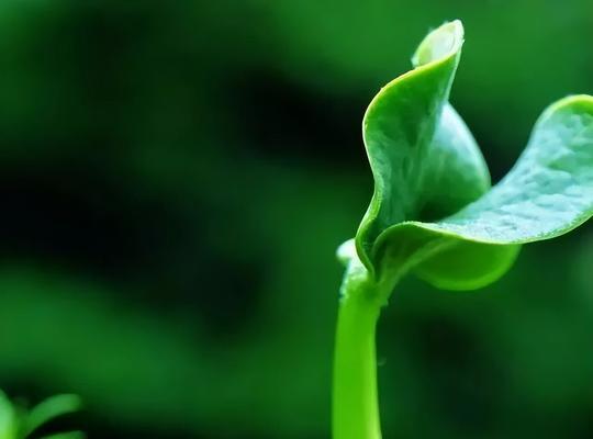 常春藤的花：坚韧与希望的象征？如何正确养护？