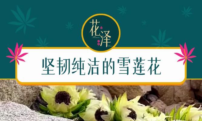 常春藤的花：坚韧与希望的象征？如何正确养护？