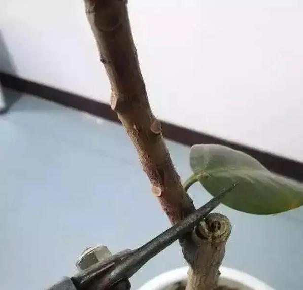 橡皮树怎么养？有哪些常见问题及解决方法？