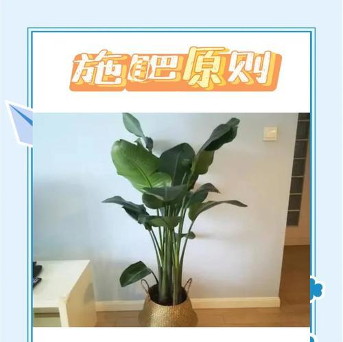 橡皮树怎么养？有哪些常见问题及解决方法？
