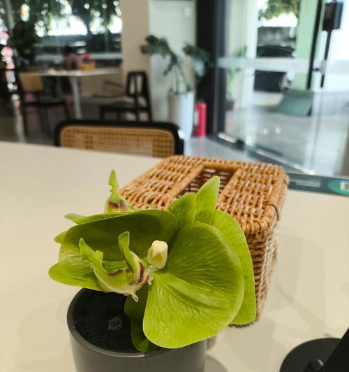 盆栽小物如何点缀日常？有哪些创意搭配技巧？
