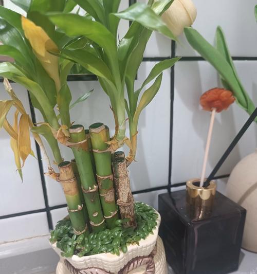 盆栽小物如何点缀日常？有哪些创意搭配技巧？