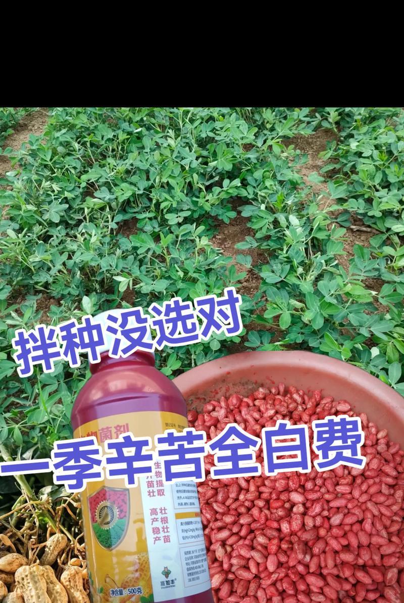 花生栽培技术要点是什么？如何提高产量？