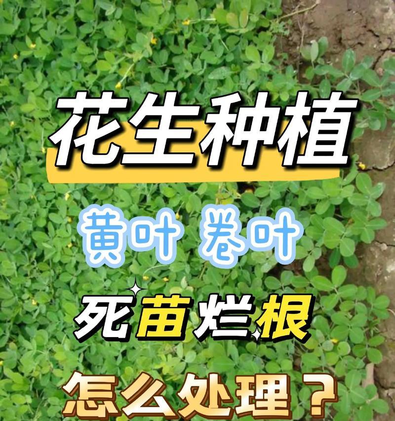 花生栽培技术要点是什么？如何提高产量？