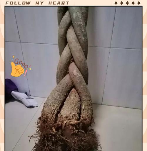 哪些花适合小盆种植？如何避免烂根问题？