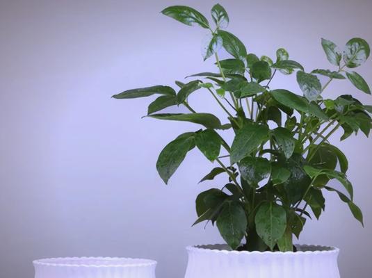 哪些花适合小盆种植？如何避免烂根问题？