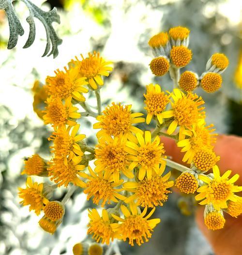 银叶菊观叶植物的特点是什么？如何进行日常养护？