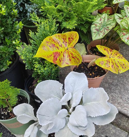 银叶菊观叶植物的特点是什么？如何进行日常养护？