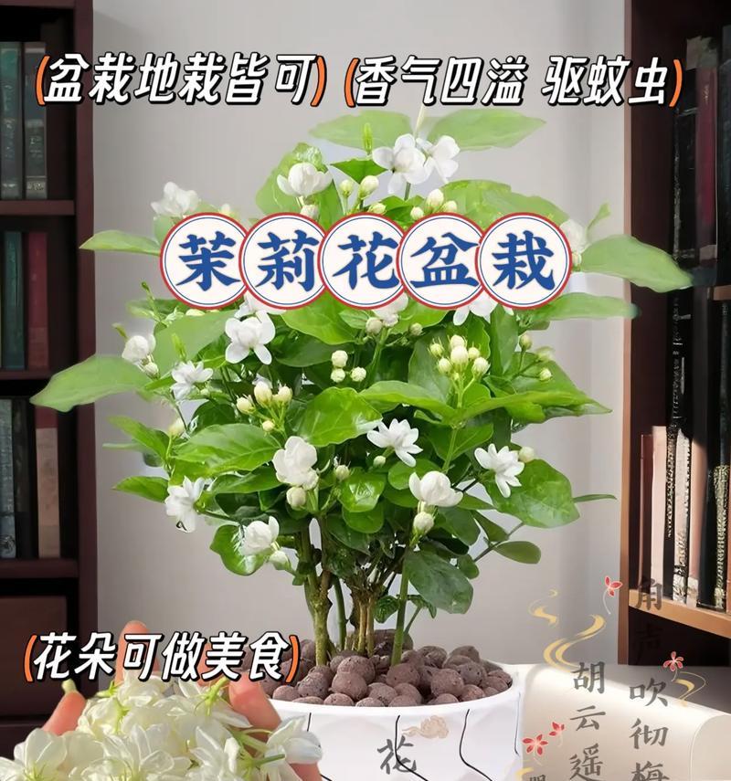 美丽花卉的魅力非凡？如何选择适合自己的花卉？