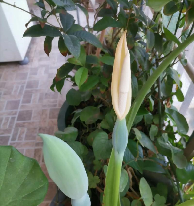 滴水观音开花预示什么兆头？养护技巧有哪些？
