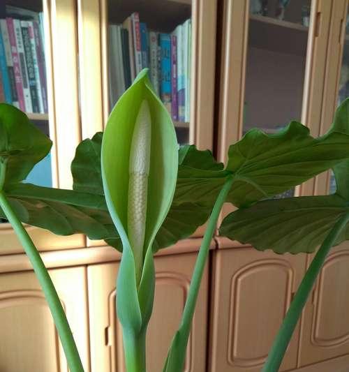 滴水观音开花预示什么兆头？养护技巧有哪些？