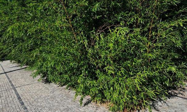 最容易种植的竹子有哪些？如何进行日常管理？