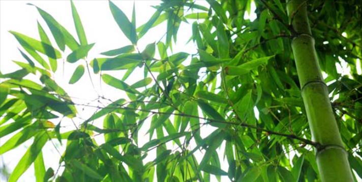 最容易种植的竹子有哪些？如何进行日常管理？