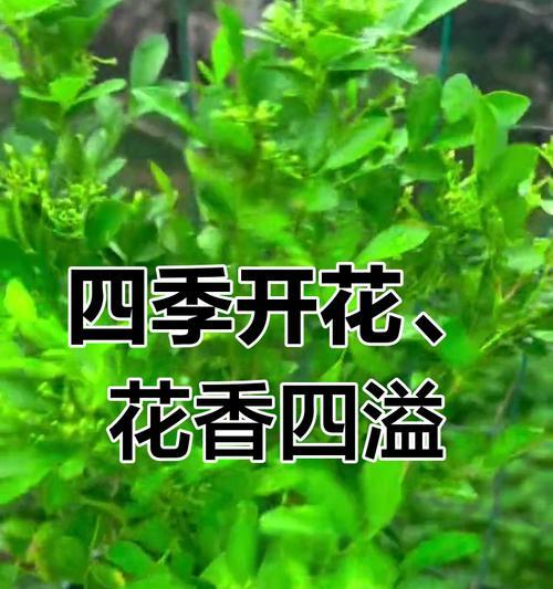 米兰花香气扑鼻四季绽放？阳台种植轻松又迷人？