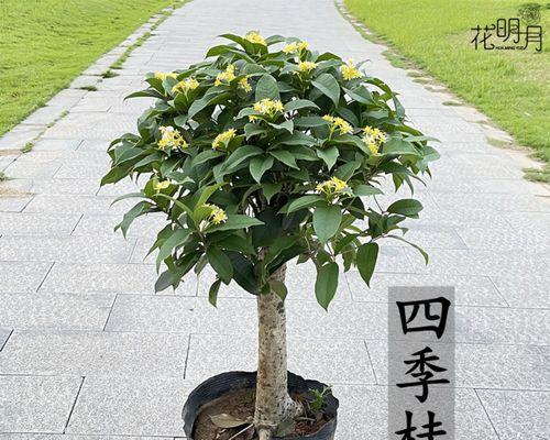米兰花香气扑鼻四季绽放？阳台种植轻松又迷人？