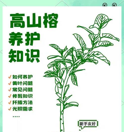 小叶榕树盆栽怎么养护？春季如何管理？