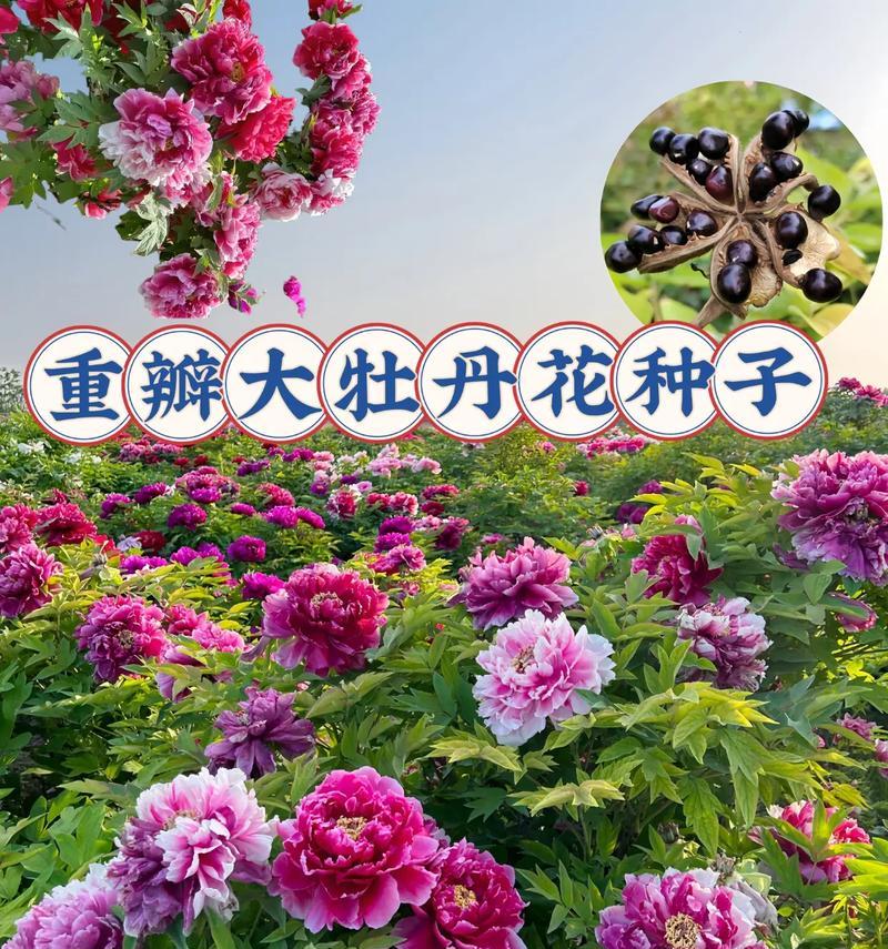 牡丹花的种植步骤是什么？