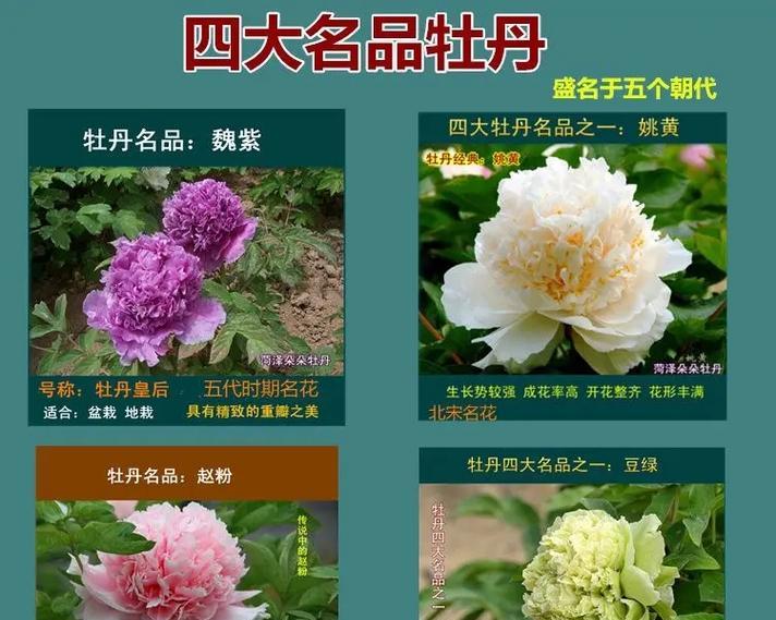 牡丹花的种植步骤是什么？