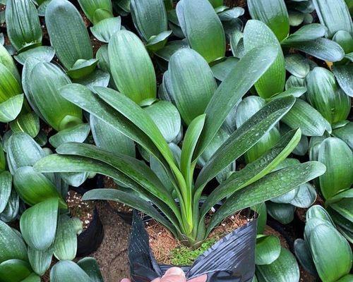 君子兰种球水培的种植方法是什么？
