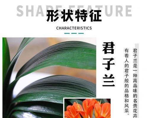 君子兰种球水培的种植方法是什么？