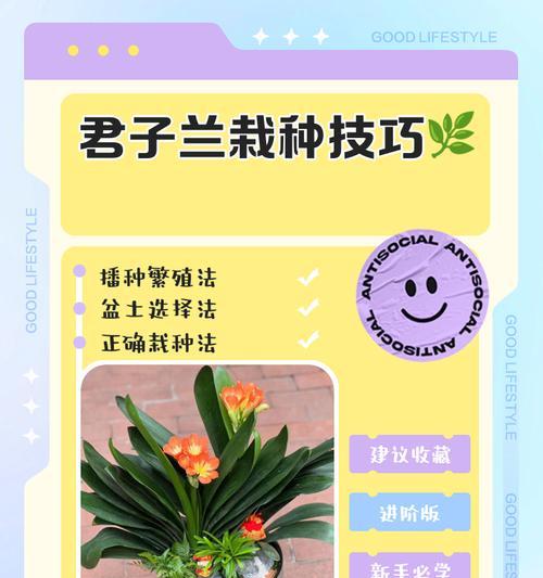 君子兰种球水培的种植方法是什么？