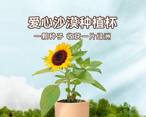 木盒子种植仙人掌的方法是什么？
