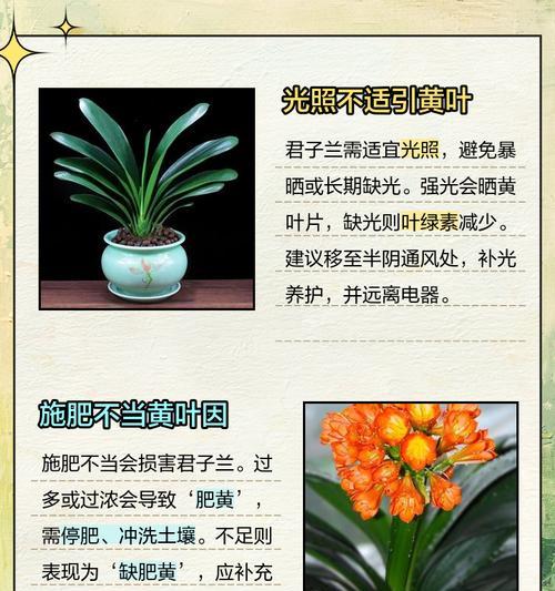 君子兰枯黄叶的专用药物有哪些？