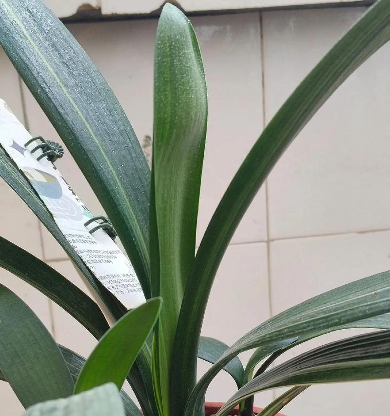 君子兰剪叶的最佳季节是什么时候？