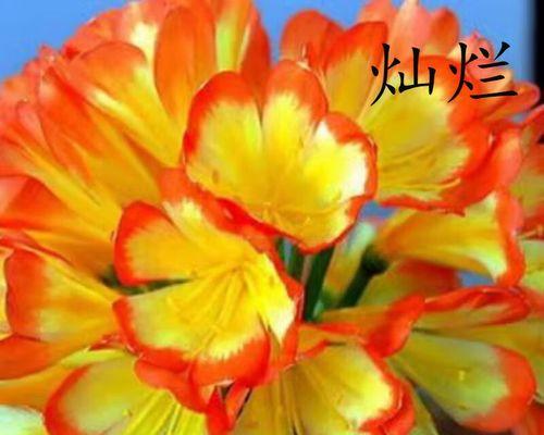 君子兰剪叶的最佳季节是什么时候？