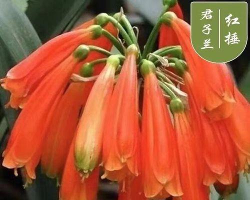 君子兰红色花苗养护管理要点是什么？