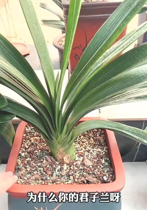 盆花君子兰不开花怎么办？