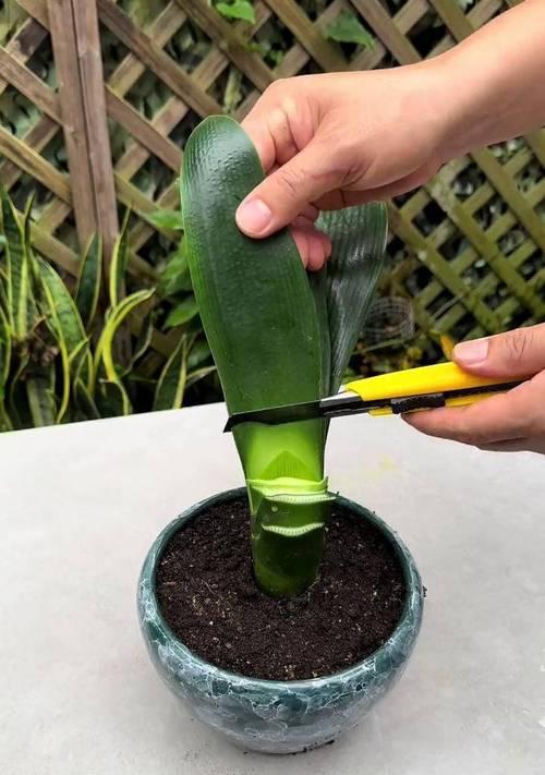 盆花君子兰不开花怎么办？